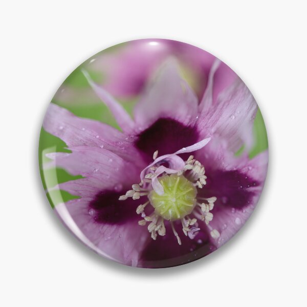 Item preview, Light lilac. Breadseed poppy designed and sold by Jouko Lehto Photography.