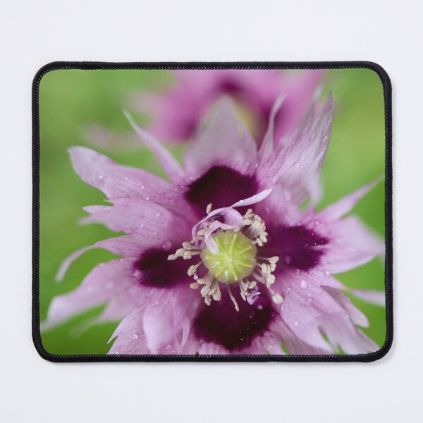 Item preview, Light lilac. Breadseed poppy designed and sold by Jouko Lehto Photography.