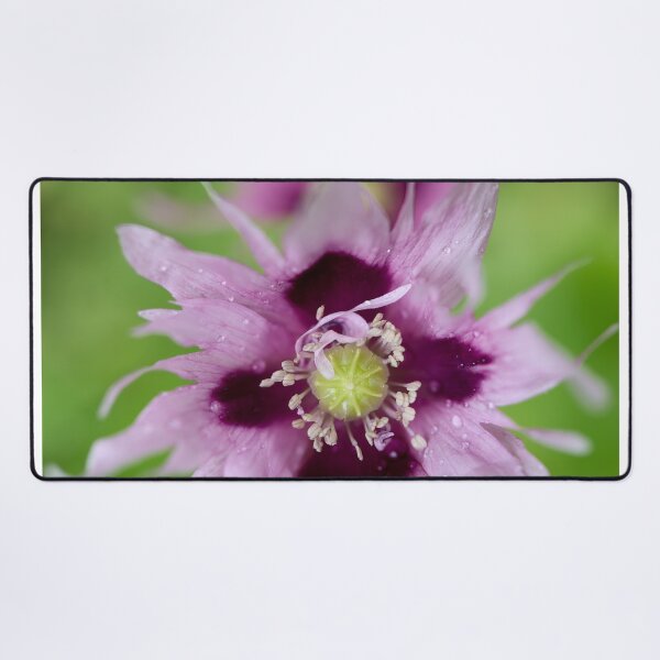 Item preview, Light lilac. Breadseed poppy designed and sold by Jouko Lehto Photography.