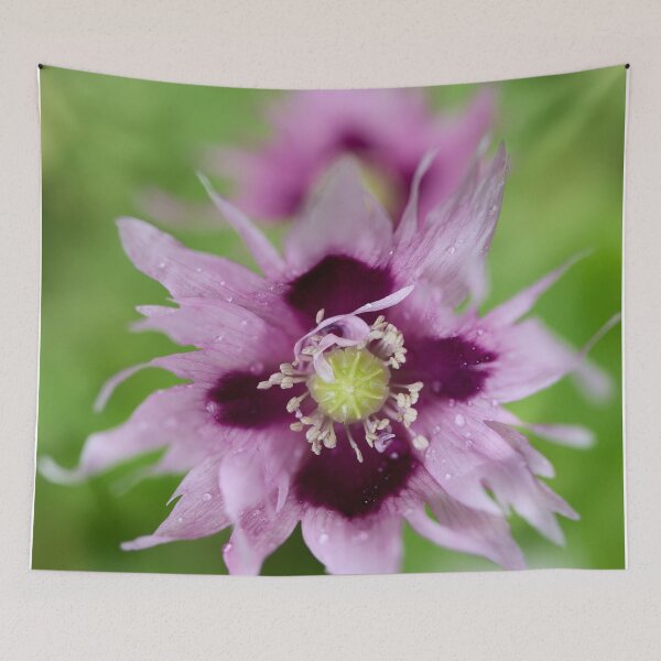 Item preview, Light lilac. Breadseed poppy designed and sold by Jouko Lehto Photography.