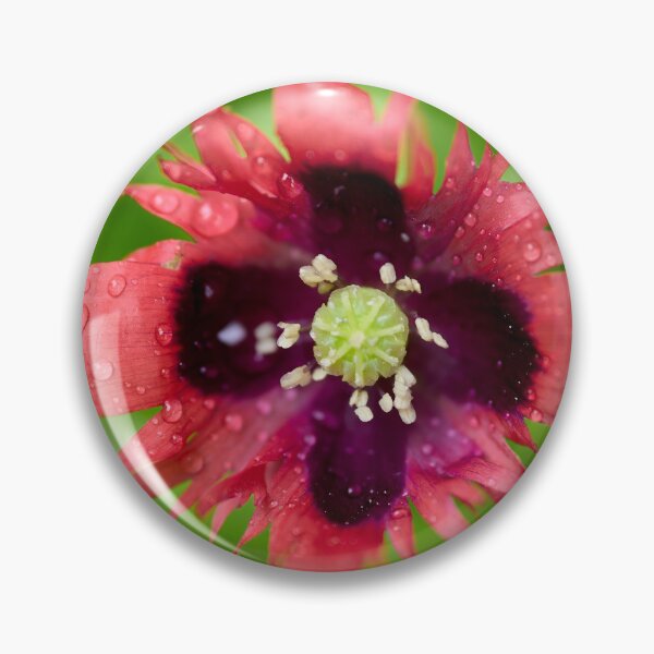 Item preview, Burning red with waterdrops. Breadseed poppy designed and sold by Jouko Lehto Photography.