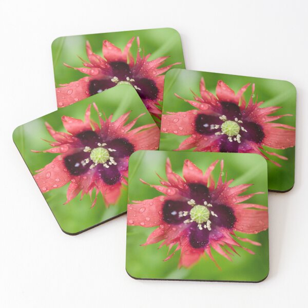 Item preview, Burning red with waterdrops. Breadseed poppy designed and sold by Jouko Lehto Photography.