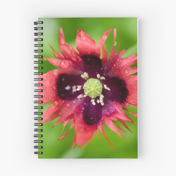 Item preview, Burning red with waterdrops. Breadseed poppy designed and sold by Jouko Lehto Photography.