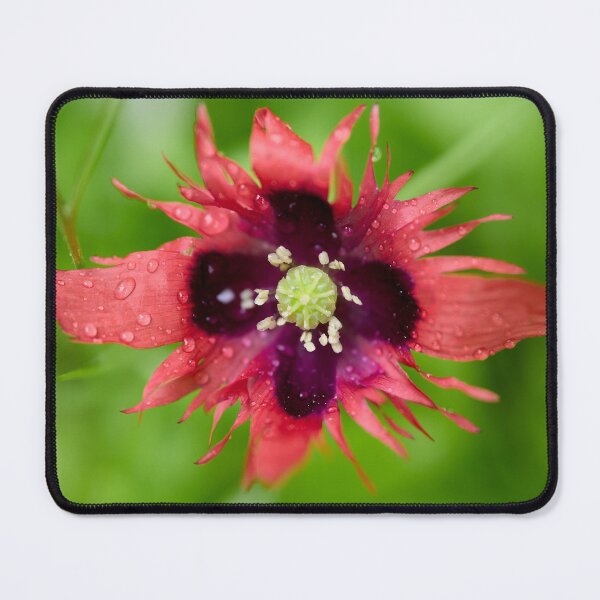 Item preview, Burning red with waterdrops. Breadseed poppy designed and sold by Jouko Lehto Photography.