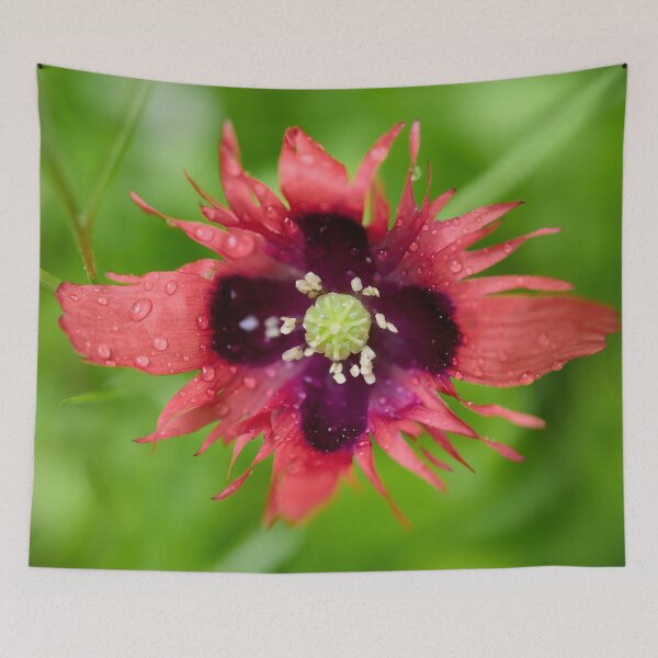 Item preview, Burning red with waterdrops. Breadseed poppy designed and sold by Jouko Lehto Photography.