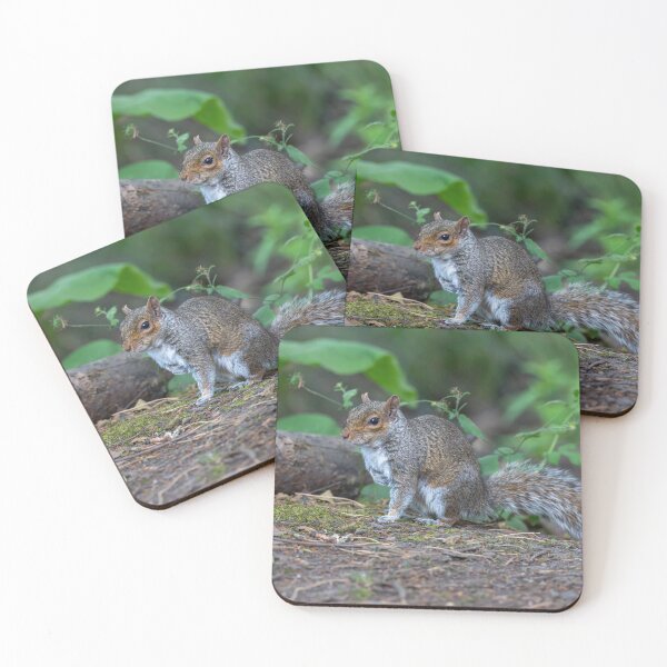 Item preview, Eastern grey squirrel (Sciurus carolinensis)   designed and sold by Stephen Jarman.