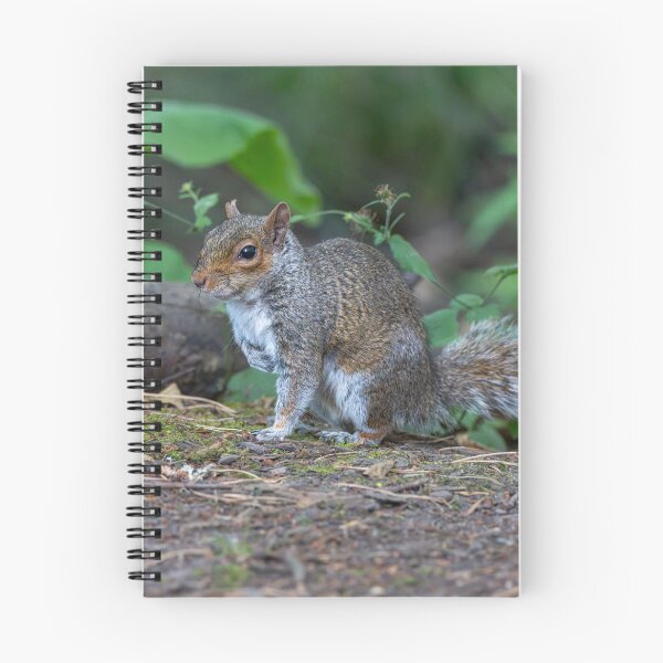 Item preview, Eastern grey squirrel (Sciurus carolinensis)   designed and sold by Stephen Jarman.