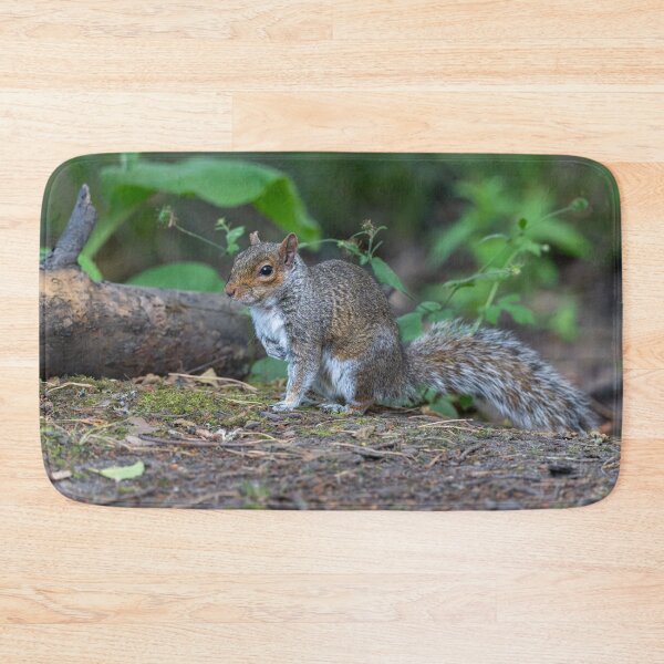 Item preview, Eastern grey squirrel (Sciurus carolinensis)   designed and sold by Stephen Jarman.