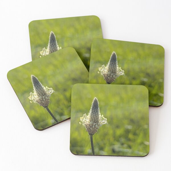 Item preview, English plantain designed and sold by MacroFlower.