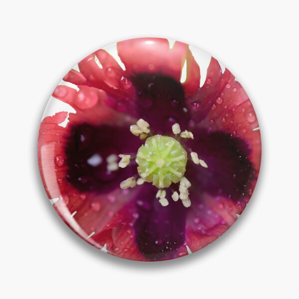 Item preview, Burning red with waterdrops. Breadseed poppy transparent designed and sold by Jouko Lehto Photography.