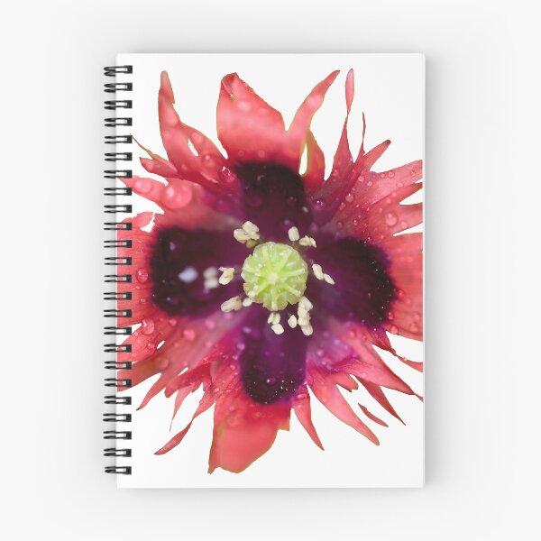 Item preview, Burning red with waterdrops. Breadseed poppy transparent designed and sold by Jouko Lehto Photography.