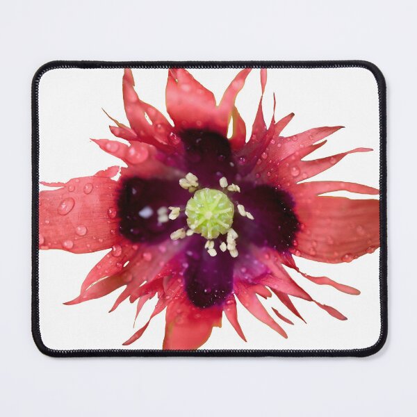 Item preview, Burning red with waterdrops. Breadseed poppy transparent designed and sold by Jouko Lehto Photography.