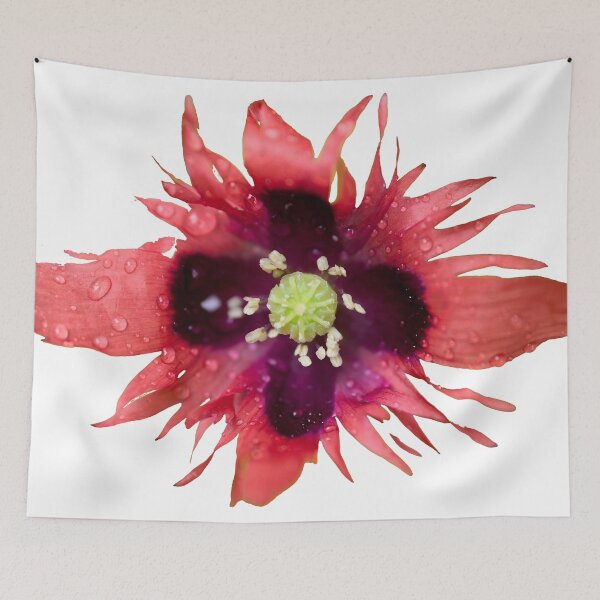 Item preview, Burning red with waterdrops. Breadseed poppy transparent designed and sold by Jouko Lehto Photography.