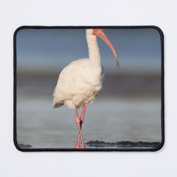 Item preview, White Ibis Standing in Calm Shallow Water designed and sold by Nature Explore Game.