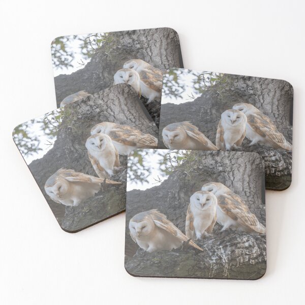 Item preview, Three Barn Owls Gathered at an Old Tree Hollow designed and sold by Nature Explore Game.