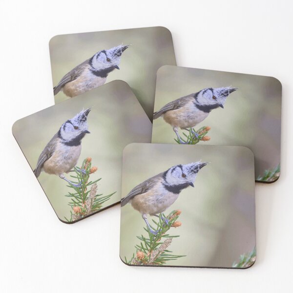 Item preview, Crested Tit Perched on a Pine Branch designed and sold by Nature Explore Game.