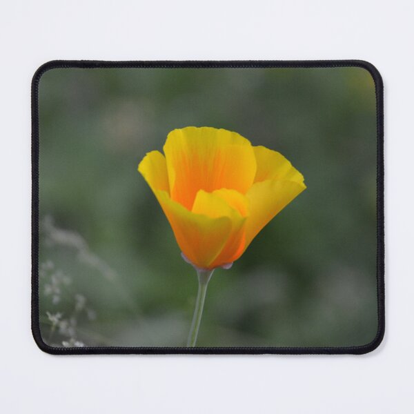 Item preview, Golden California Poppy in Soft Light designed and sold by MiraNadaPrints.