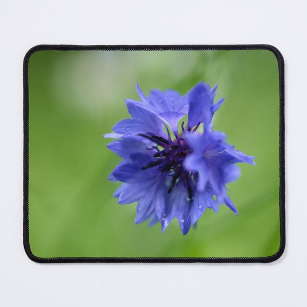 Item preview, Dreaming. Cornflower designed and sold by Jouko Lehto Photography.