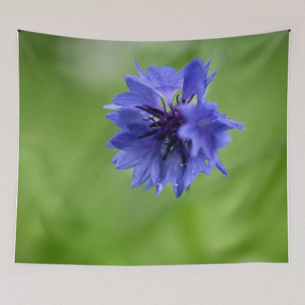 Item preview, Dreaming. Cornflower designed and sold by Jouko Lehto Photography.