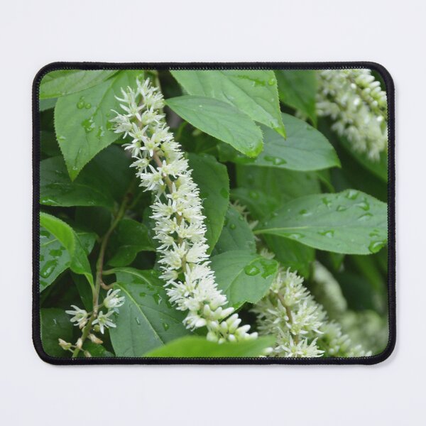 Item preview, White Clethra Flower Spikes with Raindrops designed and sold by MiraNadaPrints.