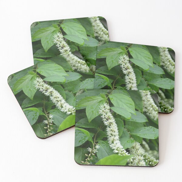 Item preview, White Clethra Flower Spikes with Raindrops designed and sold by MiraNadaPrints.