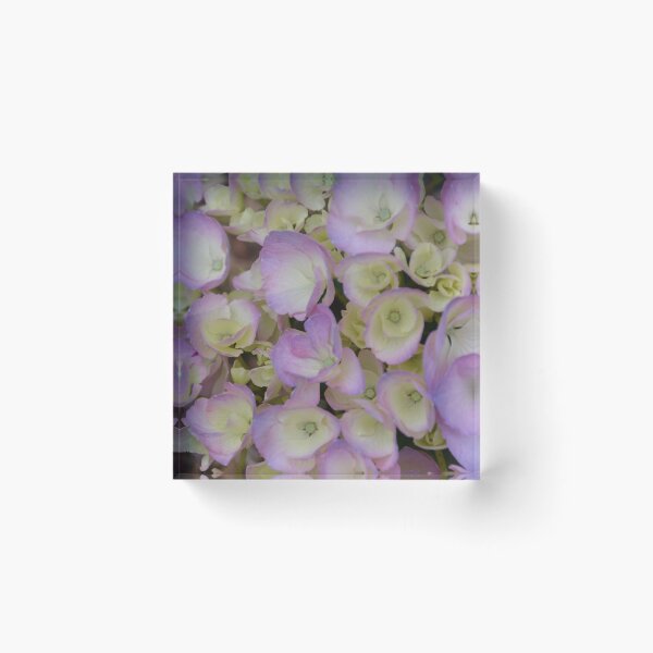Item preview, Young Pink and Cream Hydrangea Blossoms designed and sold by MiraNadaPrints.