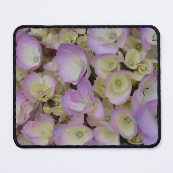 Item preview, Young Pink and Cream Hydrangea Blossoms designed and sold by MiraNadaPrints.