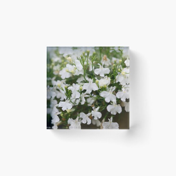 Item preview, White cloud. Lobelia designed and sold by Jouko Lehto Photography.