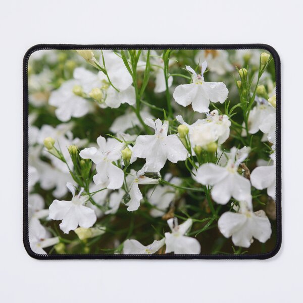 Item preview, White cloud. Lobelia designed and sold by Jouko Lehto Photography.