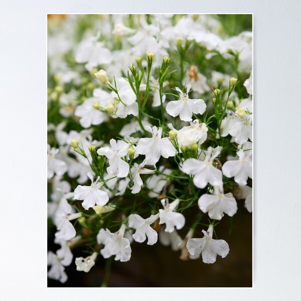 Item preview, White cloud. Lobelia designed and sold by Jouko Lehto Photography.