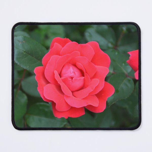 Item preview, Vibrant Red Rose in Full Bloom designed and sold by MiraNadaPrints.