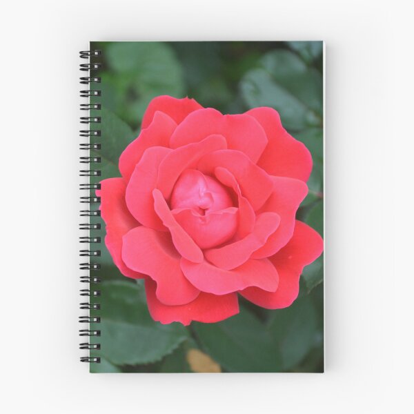 Item preview, Vibrant Red Rose in Full Bloom designed and sold by MiraNadaPrints.