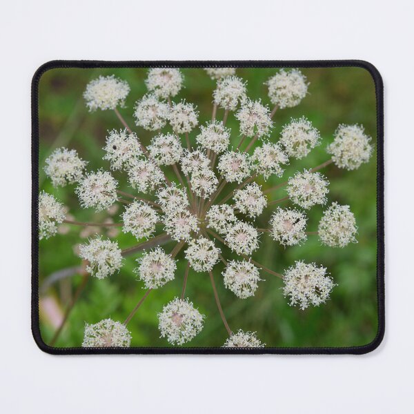 Item preview, Satellites. Wild Angelica designed and sold by Jouko Lehto Photography.