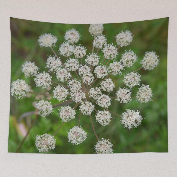 Item preview, Satellites. Wild Angelica designed and sold by Jouko Lehto Photography.