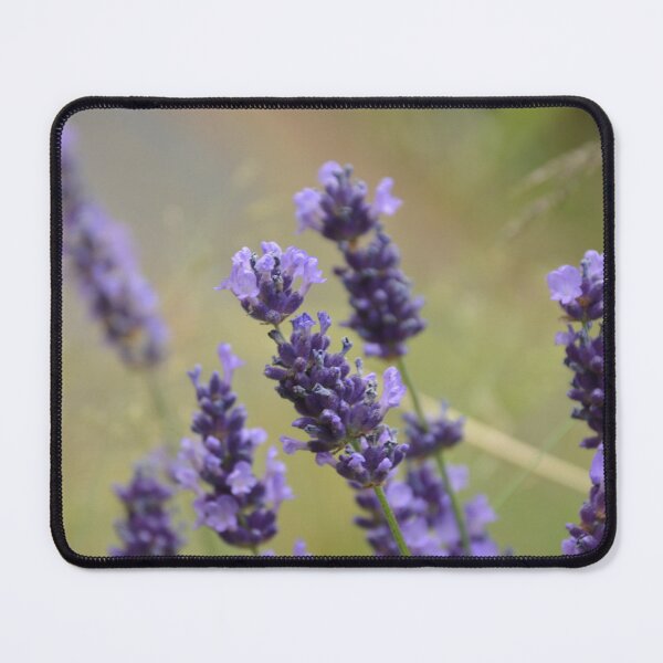Item preview, Vivid English Lavender Flowers in Field designed and sold by MiraNadaPrints.