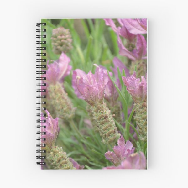 Item preview, Pink Spanish Lavender Seed Heads Macro designed and sold by MiraNadaPrints.