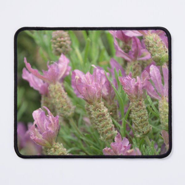 Item preview, Pink Spanish Lavender Seed Heads Macro designed and sold by MiraNadaPrints.