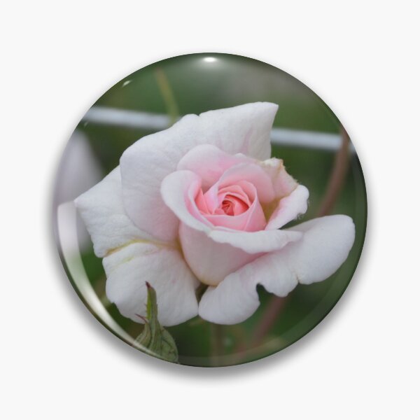 Item preview, Soft Pink Rose Opening on Trellis designed and sold by MiraNadaPrints.