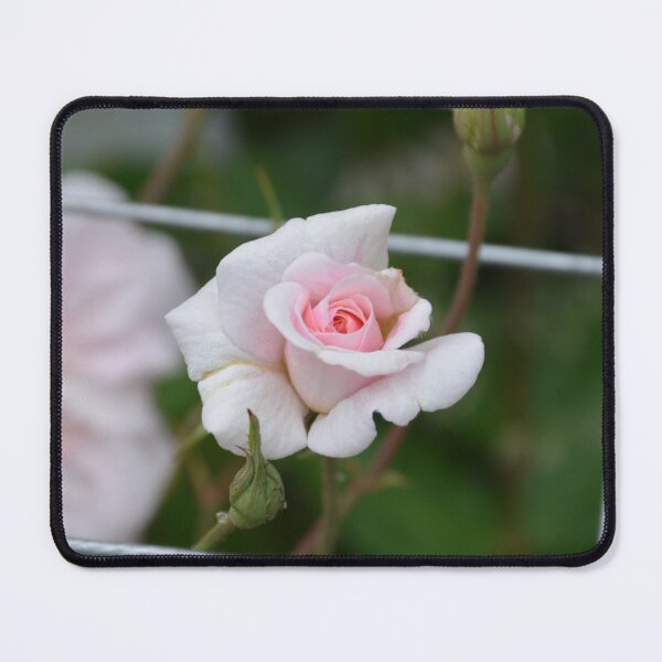Item preview, Soft Pink Rose Opening on Trellis designed and sold by MiraNadaPrints.