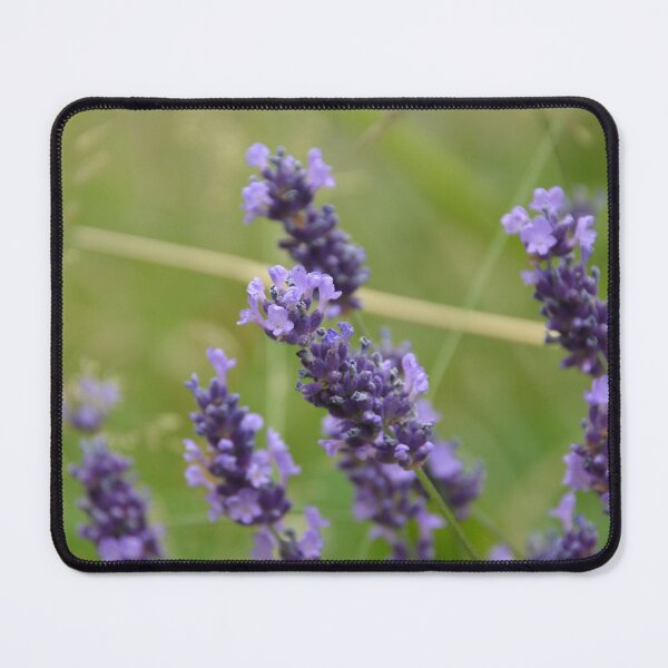 Item preview, Blooming Purple Lavender Spikes Close Up designed and sold by MiraNadaPrints.