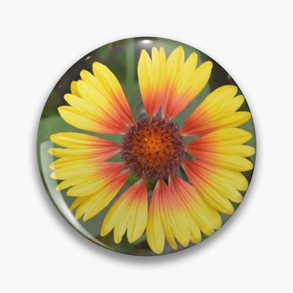 Item preview, Blanket Flower Gaillardia Overhead Macro View designed and sold by MiraNadaPrints.