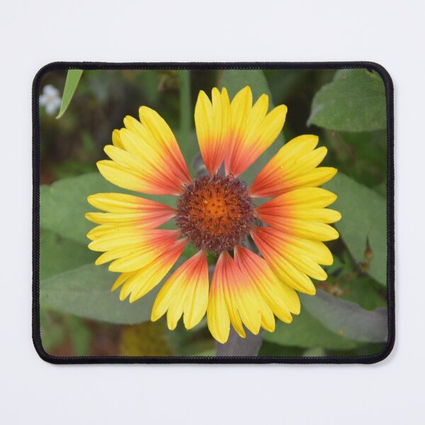 Item preview, Blanket Flower Gaillardia Overhead Macro View designed and sold by MiraNadaPrints.