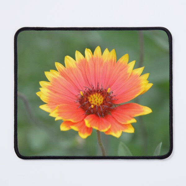 Item preview, Vibrant Red and Yellow Gaillardia Bloom designed and sold by MiraNadaPrints.