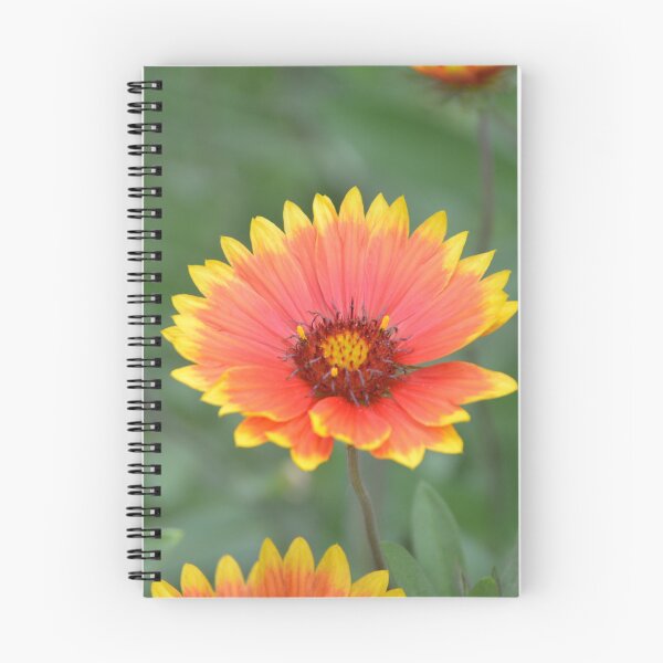 Item preview, Vibrant Red and Yellow Gaillardia Bloom designed and sold by MiraNadaPrints.
