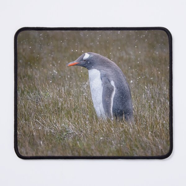 Item preview, A Gentoo Penguin OutStanding in His Field designed and sold by PhotoArt by Joan Carroll.