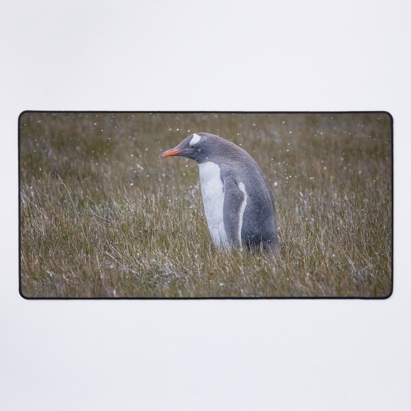 Item preview, A Gentoo Penguin OutStanding in His Field designed and sold by PhotoArt by Joan Carroll.