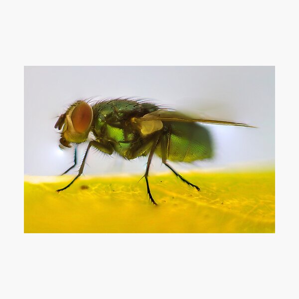 Item preview, Just a little fly I met once... designed and sold by Hoye.