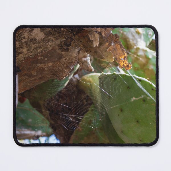 Item preview, Spider Web on Prickly Pear Cactus Pad Under Sunlit Desert Tree Branch — Close Up Nature Detail designed and sold by Nmallia.