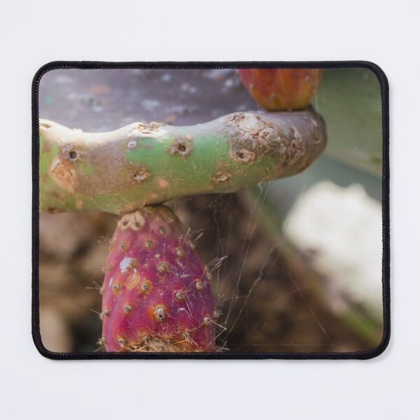 Item preview, Close-Up of Prickly Pear Cactus Fruit and Pads With Spiderwebs in Dry Garden designed and sold by Nmallia.