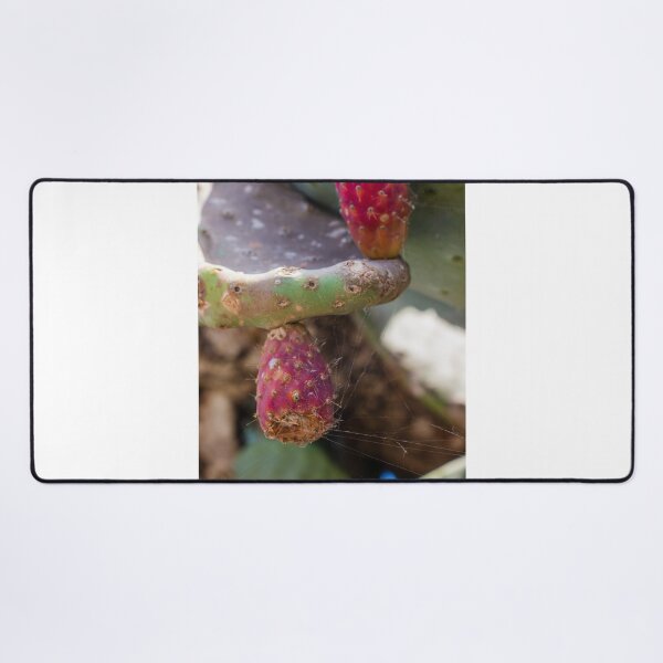 Item preview, Close-Up of Prickly Pear Cactus Fruit and Pads With Spiderwebs in Dry Garden designed and sold by Nmallia.